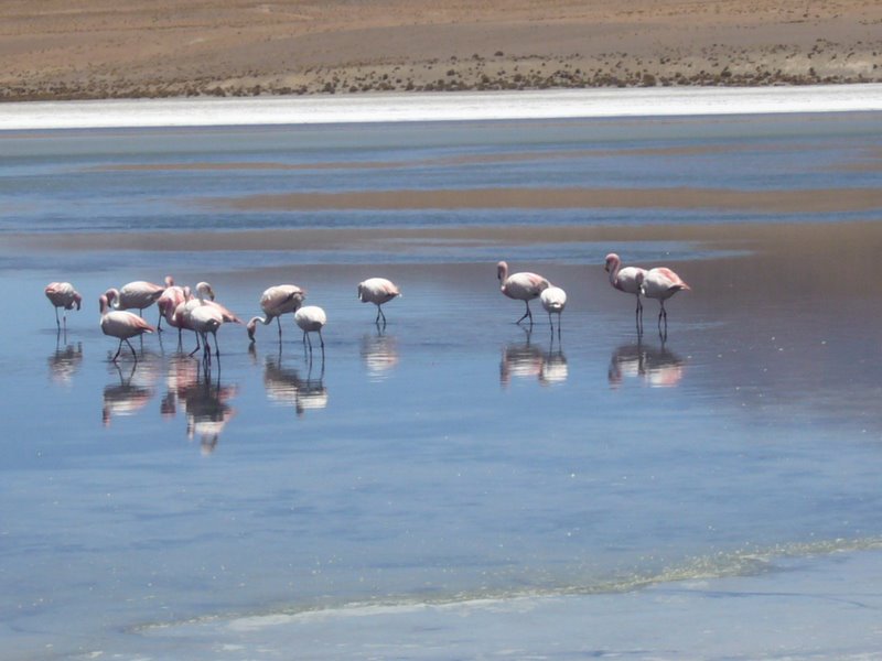 Travel - Bolivia - Salar De Uyuni - The Lakes